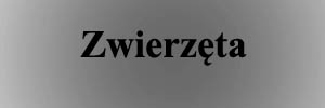 Zwierzeta